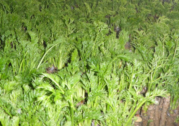 出售反季节刺嫩芽