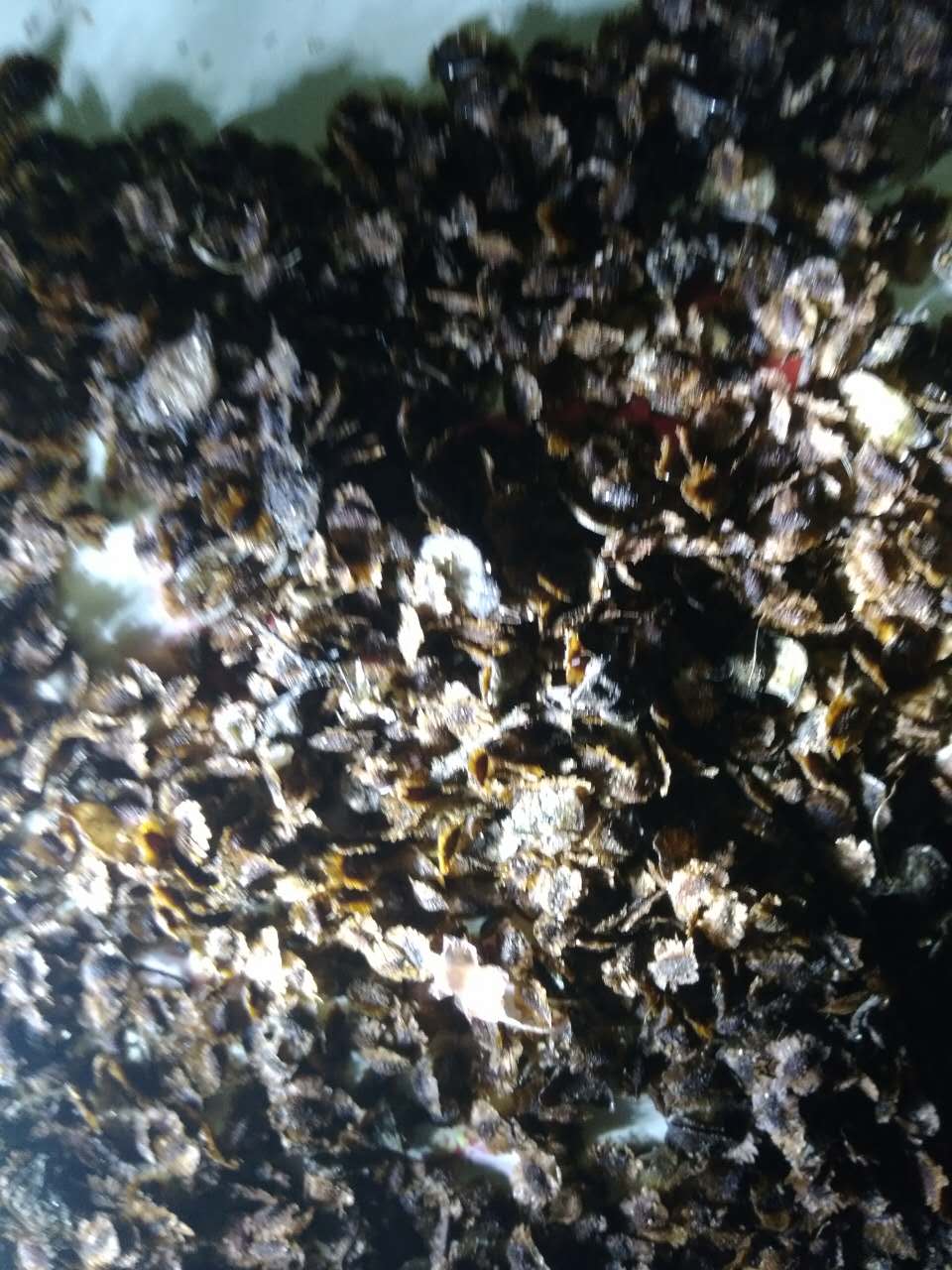 出售苦龙芽种子