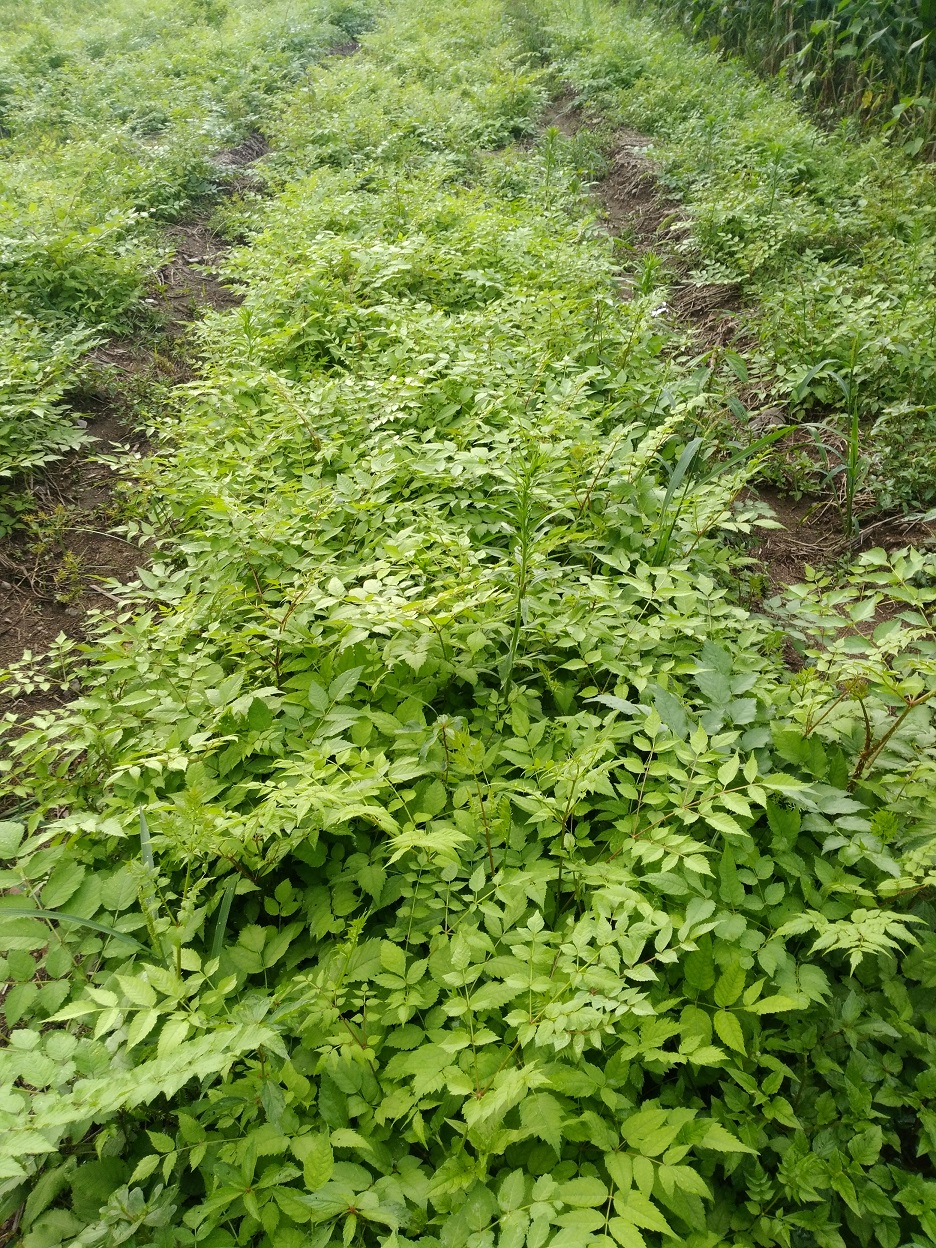 出售刺龙芽种子(刺嫩芽种子)全程专业技术指导