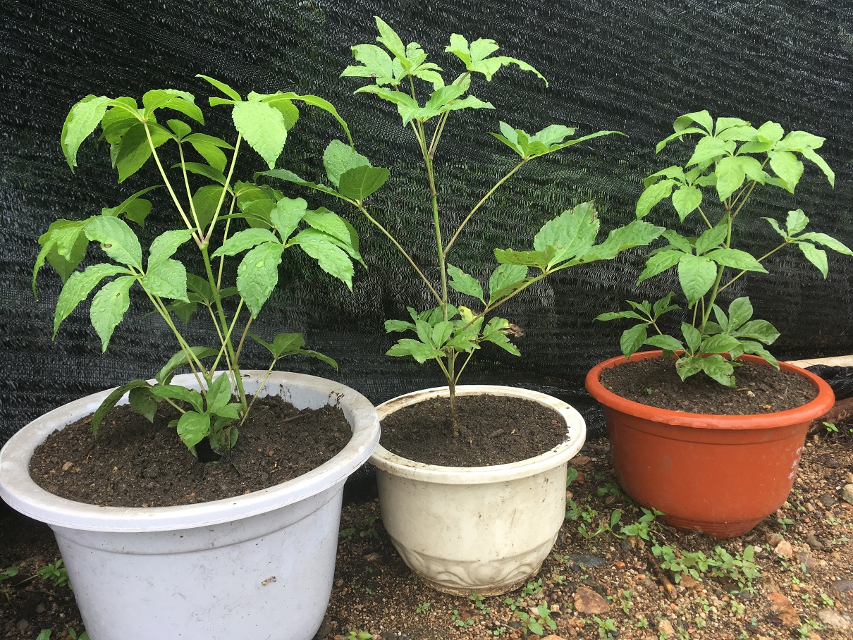 出售各种山野菜盆景广东菜、大叶芹、刺五加、猴腿