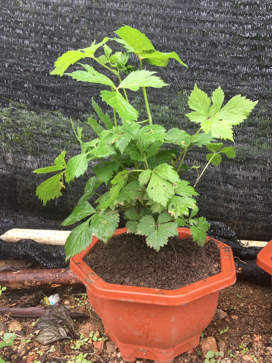 出售各种山野菜盆景广东菜、大叶芹、刺五加、猴腿