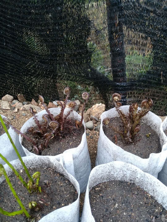 出售各种山野菜盆景广东菜、大叶芹、刺五加、猴腿